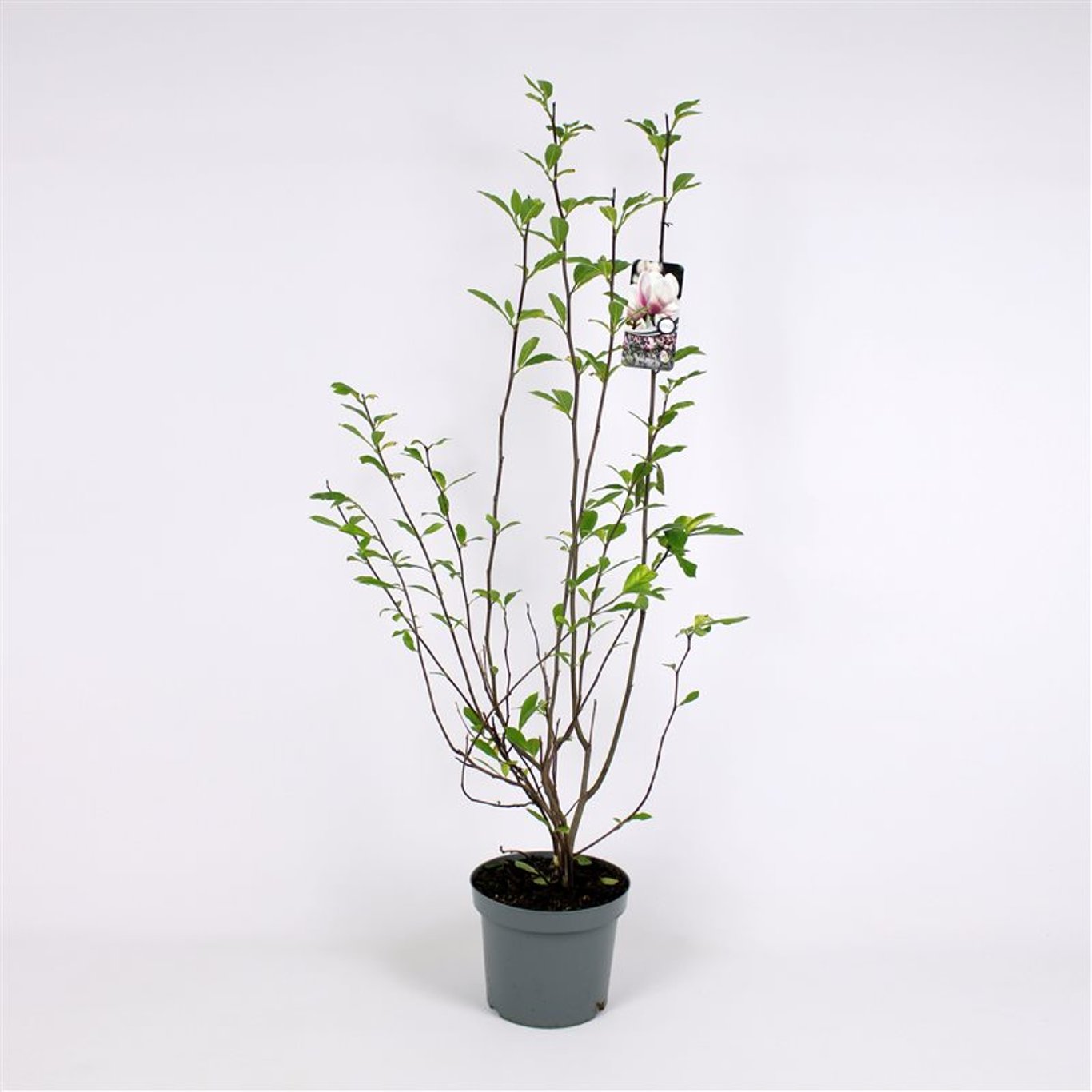 Magnolia soulangeana - 150-175 CM RB